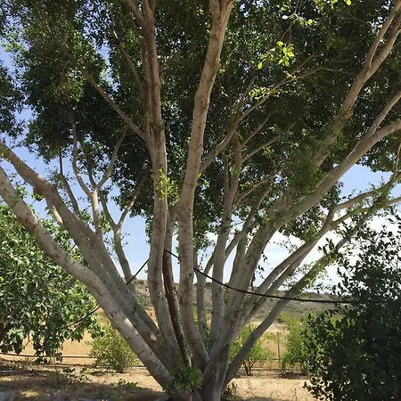 Tatil Evi Paradise Traditional House *